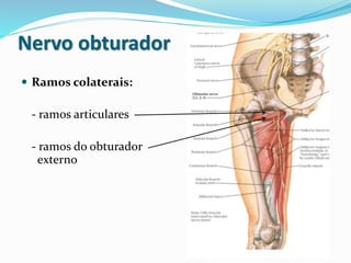 Nervo obturador
 Ramos colaterais:
- ramos articulares
- ramos do obturador
externo
 