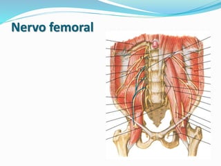 Nervo femoral
 