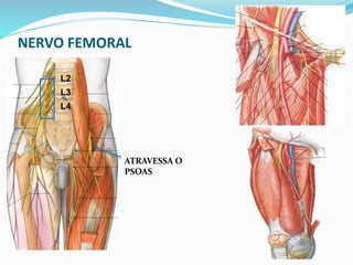 NERVO FEMORAL
L2
L3
L4
ATRAVESSA O
PSOAS
 