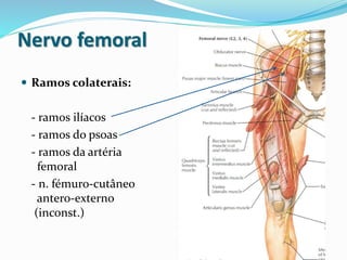 Nervo femoral
 Ramos colaterais:
- ramos ilíacos
- ramos do psoas
- ramos da artéria
femoral
- n. fémuro-cutâneo
antero-externo
(inconst.)
 