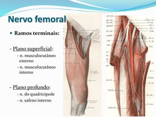 Nervo femoral
 Ramos terminais:
- Plano superficial:
- n. musculocutâneo
externo
- n. musculocutâneo
interno
- Plano profundo:
- n. do quadricípede
- n. safeno interno
 