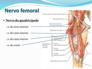 Nervo femoral
 Nervo do quadricípede
- n. do recto anterior
- n. do vasto externo
- n. do vasto interno
- n. do crural
 