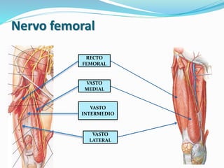 RECTO
FEMORAL
VASTO
LATERAL
VASTO
MEDIAL
VASTO
INTERMEDIO
Nervo femoral
 