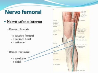 Nervo femoral
 Nervo safeno interno
- Ramos colaterais:
- r. cutâneo femural
- r. cutâneo tibial
- r. articular
- Ramos terminais:
- r. rotuliano
- r. tibial
 