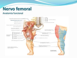 Nervo femoral
Anatomia funcional
 