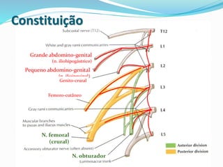 Constituição
Grande abdomino-genital
(n. iliohipogástrico)
Pequeno abdomino-genital
(n. ilioinguinal)
Femoro-cutâneo
Genito-crural
N. femoral
(crural)
N. obturador
 