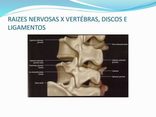 RAIZES NERVOSAS X VERTÉBRAS, DISCOS E
LIGAMENTOS
 