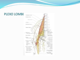 PLEXO LOMBOSACRO
 