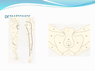 DERMÁTOMOS
 