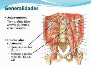 Generalidades
 Anastomoses:
Tronco simpático
através de ramos
comunicantes
 Destino dos
colaterais:
 Quadrado lombar
(L1, L2)
 Pequeno e grande
psoas (L1, L2, L3,
L4)
 