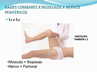 RAIZES LOMBARES X MÚSCULOS X NERVOS
PERIFÉRICOS
 L1 e L2
•Músculo = Iliopsoas
•Nervo = Femoral
PARTICIPA
TAMBÉM L3
 