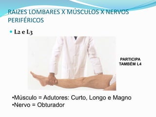 RAIZES LOMBARES X MÚSCULOS X NERVOS
PERIFÉRICOS
 L2 e L3
•Músculo = Adutores: Curto, Longo e Magno
•Nervo = Obturador
PARTICIPA
TAMBÉM L4
 