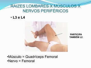 RAIZES LOMBARES X MÚSCULOS X
NERVOS PERIFÉRICOS
• L3 e L4
•Músculo = Quadríceps Femoral
•Nervo = Femoral
PARTICIPA
TAMBÉM L2
 