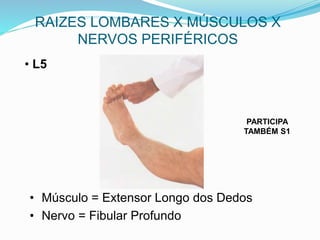 RAIZES LOMBARES X MÚSCULOS X
NERVOS PERIFÉRICOS
• L5
PARTICIPA
TAMBÉM S1
• Músculo = Extensor Longo dos Dedos
• Nervo = Fibular Profundo
 