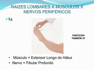 RAIZES LOMBARES X MÚSCULOS X
NERVOS PERIFÉRICOS
• Músculo = Extensor Longo do Hálux
• Nervo = Fibular Profundo
 L5
PARTICIPA
TAMBÉM S1
 