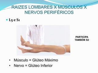  L5 e S1
RAIZES LOMBARES X MÚSCULOS X
NERVOS PERIFÉRICOS
• Músculo = Glúteo Máximo
• Nervo = Glúteo Inferior
PARTICIPA
TAMBÉM S2
 