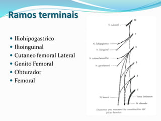 Ramos terminais
 Iliohipogastrico
 Ilioinguinal
 Cutaneo femoral Lateral
 Genito Femoral
 Obturador
 Femoral
 