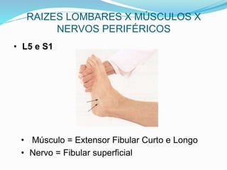 RAIZES LOMBARES X MÚSCULOS X
NERVOS PERIFÉRICOS
• L5 e S1
• Músculo = Extensor Fibular Curto e Longo
• Nervo = Fibular superficial
 