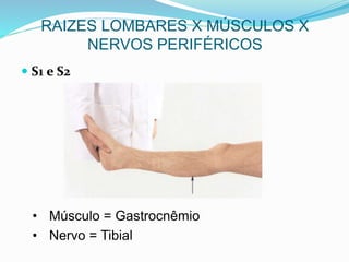  S1 e S2
• Músculo = Gastrocnêmio
• Nervo = Tibial
RAIZES LOMBARES X MÚSCULOS X
NERVOS PERIFÉRICOS
 