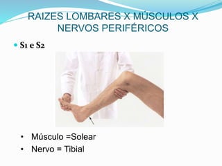  S1 e S2
RAIZES LOMBARES X MÚSCULOS X
NERVOS PERIFÉRICOS
• Músculo =Solear
• Nervo = Tibial
 