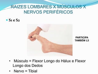  S1 e S2
• Músculo = Flexor Longo do Hálux e Flexor
Longo dos Dedos
• Nervo = Tibial
RAIZES LOMBARES X MÚSCULOS X
NERVOS PERIFÉRICOS
PARTICIPA
TAMBÉM L5
 