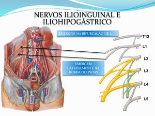EMERGEM NA BIFURCACAO DE L1
L1
L2
L3
L4
T12
L5
EMERGEM
LATERALMENTE NA
BORDA DO PSOAS
NERVOS ILIOINGUINAL E
ILIOHIPOGÁSTRICO
 