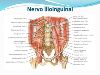 Nervo ilioinguinal
 