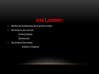 2da Lumbar:
•   Recibe una anastomosis de la primera lumbar
•   Se divide en dos nervios:
           Femorocutaneo
           Genitocrural
•   Se divide en dos ramas:
               Anterior y Posterior
 
