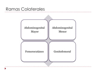 Ramas Colaterales



        Abdominogenital   Abdominogenital
            Mayor             Menor




        Femorocutáneo      Genitofemoral
 