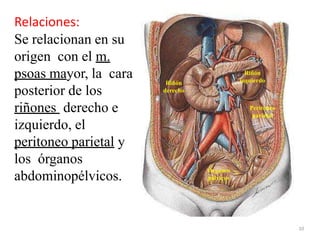 Relaciones:
Se relacionan en su
origen con el m.
psoas mayor, la cara
posterior de los
riñones derecho e
izquierdo, el
peritoneo parietal y
los órganos
abdominopélvicos.
10
Riñón
derecho
Riñón
izquierdo
Peritoneo
parietal
Órganos
pélvicos
 