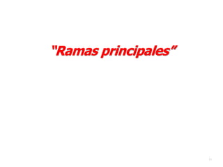“Ramas principales”
11
 