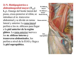 13
2) N. Iliohipogástrico o
abdominogenital mayor (T12 y
L1) . Emerge del borde lateral del
psoas, cruza posterior al riñón, se
introduce al m. transverso
abdominal y se divide en ramas
lateral y anterior. La rama lateral
perfora a los m. oblicuos para llegar
a la piel anterior de la región
glútea. La rama anterior inerva a
los m. oblicuo interno y
transverso abdominales, los
perfora a nivel de la EIAS y llega a
la piel suprapúbica.
Rama anterior
M. Oblicuo
mayor
M. Oblicuo
menor
Rama lateral
Piel
suprapúbica
 