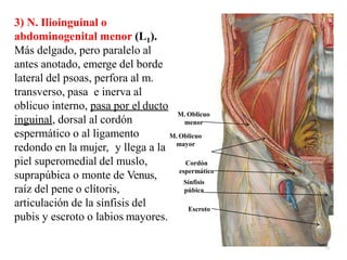 3) N. Ilioinguinal o
abdominogenital menor (L1).
Más delgado, pero paralelo al
antes anotado, emerge del borde
lateral del psoas, perfora al m.
transverso, pasa e inerva al
oblicuo interno, pasa por el ducto
inguinal, dorsal al cordón
espermático o al ligamento
redondo en la mujer, y llega a la
piel superomedial del muslo,
suprapúbica o monte de Venus,
raíz del pene o clítoris,
articulación de la sínfisis del
pubis y escroto o labios mayores.
M. Oblicuo
menor
Cordón
espermático
Sínfisis
púbica
M. Oblicuo
mayor
Escroto
15
 