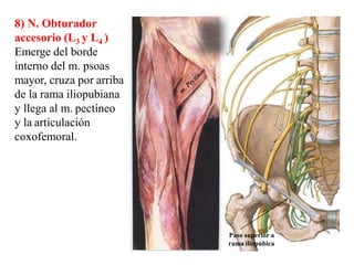 23
8) N. Obturador
accesorio (L3 y L4 )
Emerge del borde
interno del m. psoas
mayor, cruza por arriba
de la rama iliopubiana
y llega al m. pectíneo
y la articulación
coxofemoral.
Paso superior a
rama iliopúbica
 