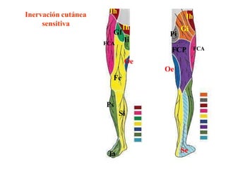 Ih
Ih
Gi
Pi
FCP FCA
Ta Se
Inervación cutánea
sensitiva
Gf
FCA
Ih
Ii
Oe
Oe
Fe
Ps
Si
 