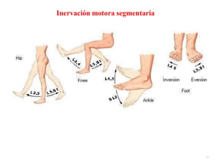 Inervación motora segmentaria
37
 