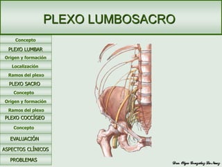 Concepto
PLEXO LUMBOSACRO
Origen y formación
Localización
Ramos del plexo
PLEXO LUMBAR
PLEXO SACRO
Concepto
Origen y formación
Ramos del plexo
EVALUACIÓN
ASPECTOS CLÍNICOS
PROBLEMAS
Concepto
PLEXO COCCÍGEO
 