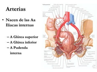 Arterias
• Nacen de las Aa
Iliacas internas
– A Glútea superior
– A Glútea inferior
– A Pudenda
interna
 