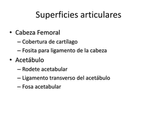 Superficies articulares
• Cabeza Femoral
– Cobertura de cartílago
– Fosita para ligamento de la cabeza
• Acetábulo
– Rodete acetabular
– Ligamento transverso del acetábulo
– Fosa acetabular
 