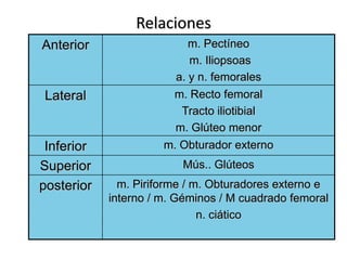 Relaciones
Anterior m. Pectíneo
m. Iliopsoas
a. y n. femorales
Lateral m. Recto femoral
Tracto iliotibial
m. Glúteo menor
Inferior m. Obturador externo
Superior Mús.. Glúteos
posterior m. Piriforme / m. Obturadores externo e
interno / m. Géminos / M cuadrado femoral
n. ciático
 