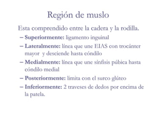 Región de muslo
Esta comprendido entre la cadera y la rodilla.
– Superiormente: ligamento inguinal
– Lateralmente: línea que une EIAS con trocánter
mayor y desciende hasta cóndilo
– Medialmente: línea que une sínfisis púbica hasta
cóndilo medial
– Posteriormente: limita con el surco glúteo
– Inferiormente: 2 traveses de dedos por encima de
la patela.
 