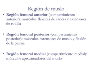 Región de muslo
• Región femoral anterior (compartimiento
anterior): músculos flexores de cadera y extensores
de rodilla
• Región femoral posterior (compartimiento
posterior): músculos extensores de muslo y flexión
de la pierna
• Región femoral medial (compartimiento medial):
músculos aproximadores del muslo
 