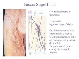 Fascia Superficial
•Vv Safena interna y
tributarias
•Linfonodos
inguinales superficiales
•N. femorocutaneo (cara
lateral muslo y rodilla)
•N. musculocutaneo ext e
int (cara anterior y medial
del muslo)
•N.genitocrural (rama
crural) piel triangulo
femoral
 