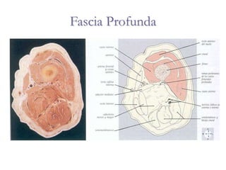 Fascia Profunda
 