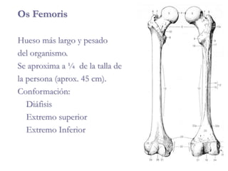 Os Femoris
Hueso más largo y pesado
del organismo.
Se aproxima a ¼ de la talla de
la persona (aprox. 45 cm).
Conformación:
Diáfisis
Extremo superior
Extremo Inferior
 