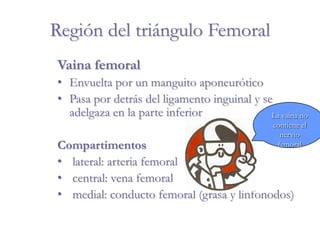 Región del triángulo Femoral
Vaina femoral
• Envuelta por un manguito aponeurótico
• Pasa por detrás del ligamento inguinal y se
adelgaza en la parte inferior
Compartimentos
• lateral: arteria femoral
• central: vena femoral
• medial: conducto femoral (grasa y linfonodos)
La vaina no
contiene el
nervio
femoral
 