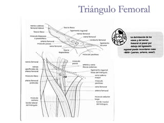 Triángulo Femoral
 