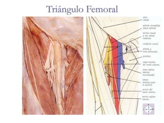 Triángulo Femoral
 