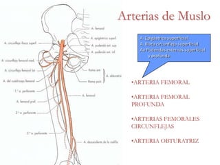 Irrigación del Muslo
•ARTERIA FEMORAL
•ARTERIA FEMORAL
PROFUNDA
•ARTERIAS FEMORALES
CIRCUNFLEJAS
•ARTERIA OBTURATRIZ
A. Epigástrica superficial
A. Iliaca circunfleja superficial
Aa Pudendas externas superficial
y profunda
Arterias de Muslo
 