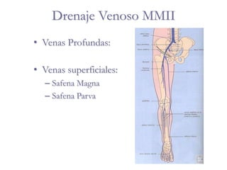 Drenaje Venoso MMII
• Venas Profundas:
• Venas superficiales:
– Safena Magna
– Safena Parva
 
